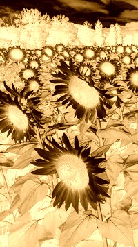 Sepia + Negatyw