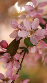 Oryginalny obrazek