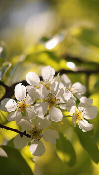 Oryginalny obrazek