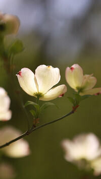 Oryginalny obrazek