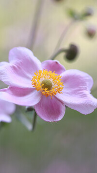 Oryginalny obrazek