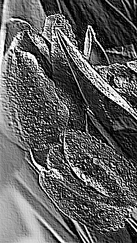 Skamielina