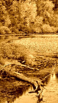 Sepia