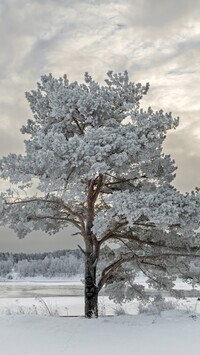 Oryginalny obrazek