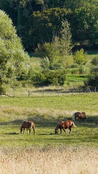 Oryginalny obrazek