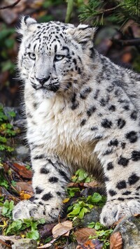 Oryginalny obrazek