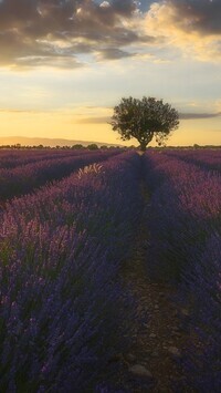Oryginalny obrazek