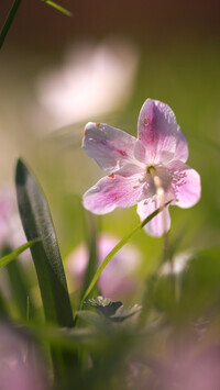 Oryginalny obrazek