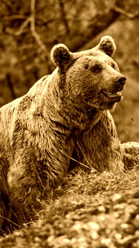 Sepia