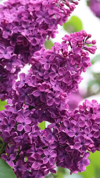 Oryginalny obrazek