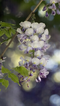 Oryginalny obrazek