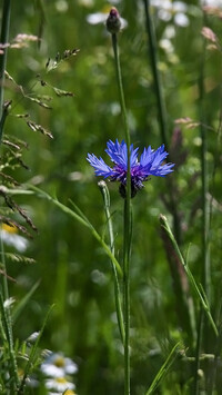 Oryginalny obrazek