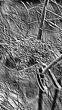 Skamielina