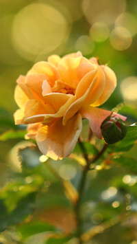 Oryginalny obrazek