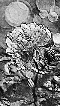 Skamielina