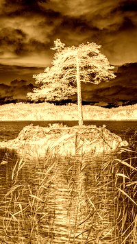 Sepia + Negatyw