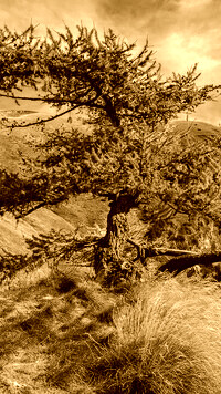 Sepia