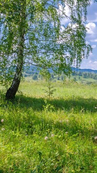 Oryginalny obrazek