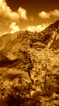Sepia
