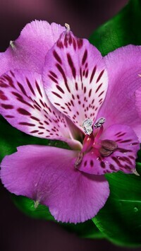 Oryginalny obrazek