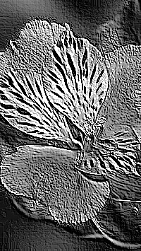 Skamielina