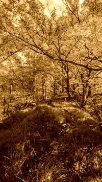 Sepia