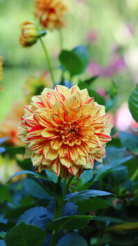Oryginalny obrazek