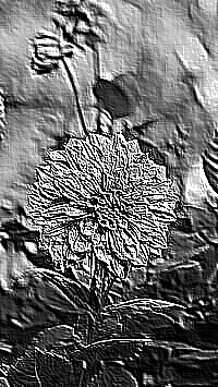 Skamielina