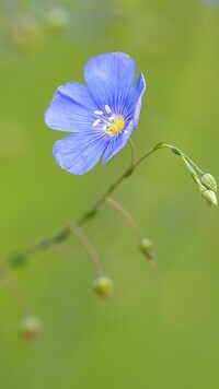 Oryginalny obrazek