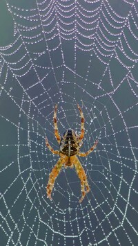 Oryginalny obrazek