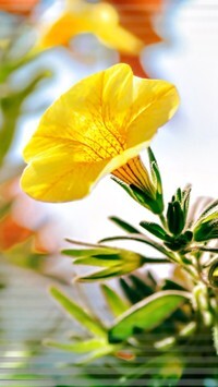 Oryginalny obrazek