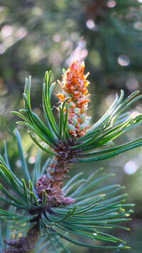 Oryginalny obrazek