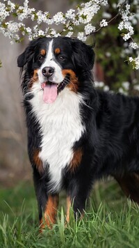 Oryginalny obrazek