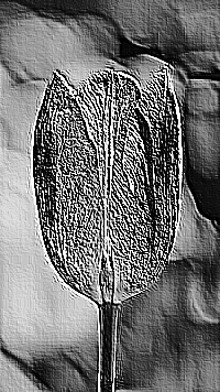 Skamielina