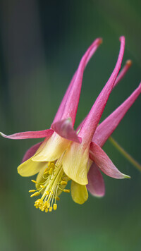 Oryginalny obrazek