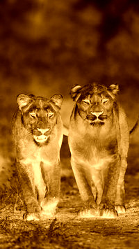 Sepia + Negatyw