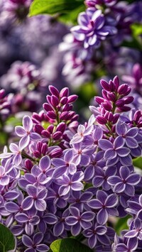 Oryginalny obrazek