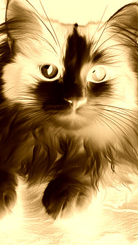 Sepia + Negatyw