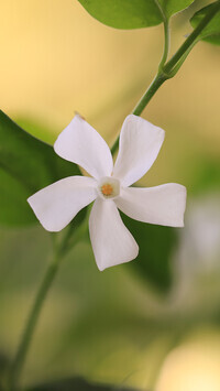 Oryginalny obrazek