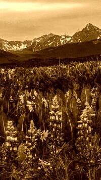 Sepia