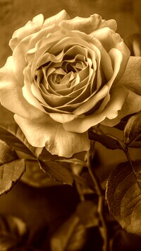 Sepia