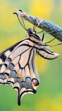 Oryginalny obrazek