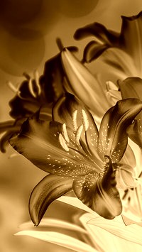 Sepia + Negatyw
