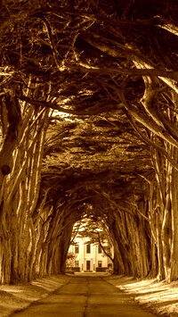 Sepia