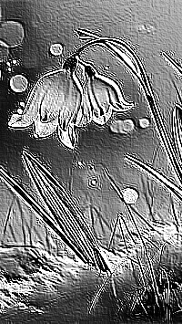 Skamielina