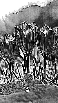 Skamielina