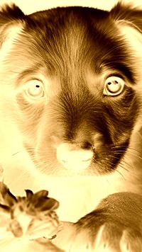 Sepia + Negatyw