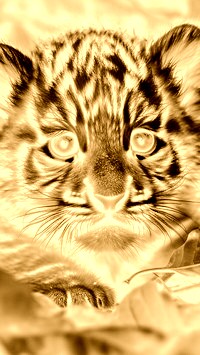 Sepia + Negatyw