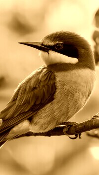 Sepia