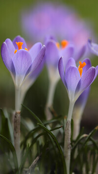 Oryginalny obrazek